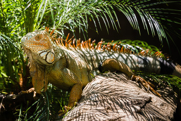 Green Iguana with orange spikes