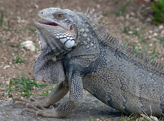 Obraz premium Iguana close up