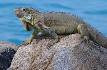 Iguana close up