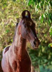 portrait of a marwari horse