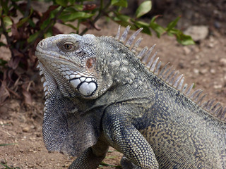Iguana close up