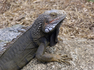 Iguana close up