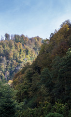 Mountains with forest in autumn