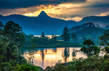 panorama of the tea plantations at sunset - Sri Pada peak in the background