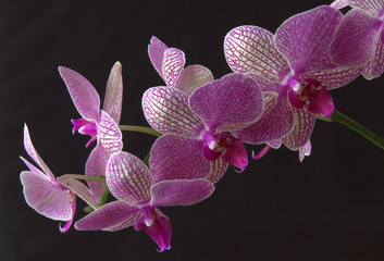 Pink fresh orchid with dark background