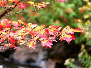 Feuilles d'érable au couleurs de l'automne