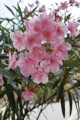 Kwitnący różowy oleander