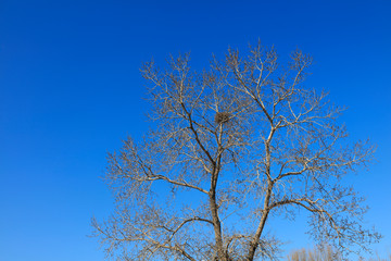 branches in the winter sky