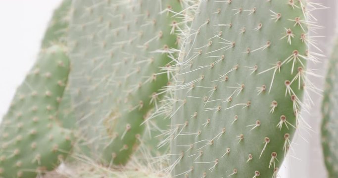 Bunny Ears Cactus (Opuntia Microdasys) Plant with Sharp Spines in Tropical Arid Garden