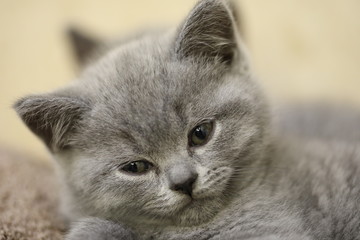 British Blue Kitten