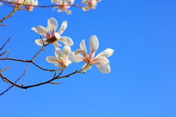 Magnolia flower