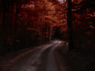 S curved road in dark red forest