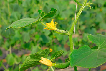 Cucumber seedlings