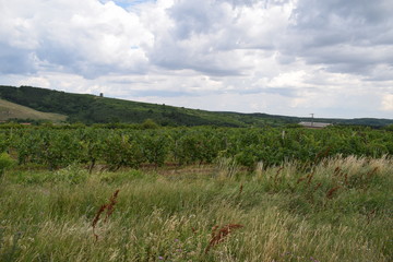 Winnice naWęgrzech latem