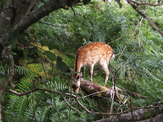 dans le sous-bois 