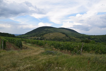 Winnice naWęgrzech latem