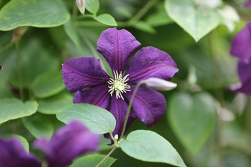 Purple Clematis