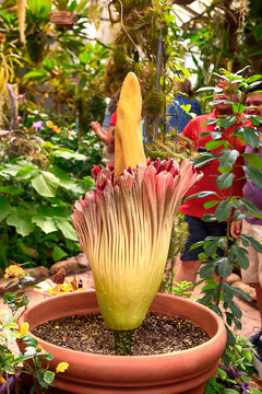 Rare blooming Corpse flower also known as the titan arum at the Tucson Botanical gardens in Arizona