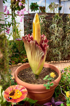Rare blooming Corpse flower also known as the titan arum at the Tucson Botanical gardens in Arizona