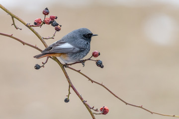 Little bird Black redstart perching on briar branch. Blackstart or black redtail (Phoenicurus ochruros), male, sitting on a thin twig with dried rosehip berries.