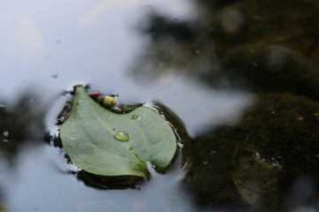 Leaf on water
