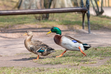 Male mallard running to the female. Two dabbling ducks (Anas platyrhynchos) in springtime. Male has glossy bottle-green head and a white collar.