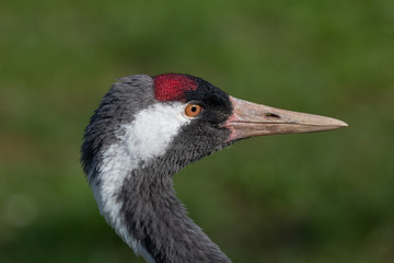 Close-up portrait of  common crane. Eurasian crane (Grus grus) is a large grey colored bird with long beak, bare red crown on head and white streak extending from behind the eyes to the neck.