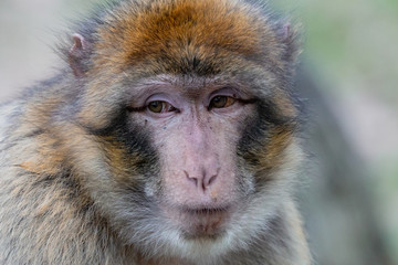 Close-up portrait of Barbary macaque with serious eyes. Barbary ape or magot (Macaca sylvanus) is yellowish-brown to grey monkey with dark pink face.