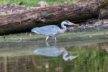 Grey heron fishing in the marsh. Long legged bluish gray heron (Ardea cinerea) heron walks knee-deep in water with huge log in background.