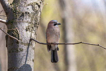 Jay perching on tree branch in spring forest. Eurasian jay (Garrulus glandarius) beautiful light reddish brown bird with with black speckles on head and black moustache stripe.