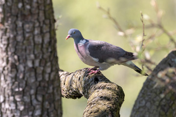 Wood pigeon on tree branch with green background. Common wood pigeon (Columba palumbus) in summer forest. Big grey dove with with pinkish breast and with white on neck and wings.