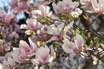 Pink flowers of saucer magnolia. Blooming Magnolia soulangeana with fresh green leaves on sunny spring day.