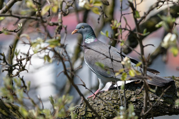 Wood pigeon perching on tree among thin branches. Common wood pigeon (Columba palumbus) is big grey dove with with pinkish breast and with white on neck and wings.