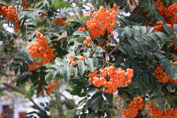 Owoce jarzębiny sorbus