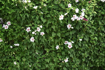 Kwitnący hibiskus hibiscus hedge green background © Anna