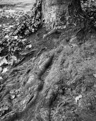 Naklejka premium Roots Black & White