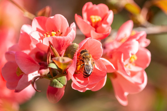 Red flowers of blooming Flowering Quince close-up. Bee on Japanese quince saturated pink blossom (Chaenomeles) on sunny spring day.
