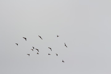 flock of birds flying in the sky