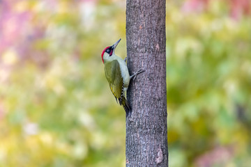 Green woodpecker perching on tree trunk with blurred green background. European green woodpecker...
