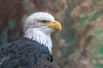 Bald eagle close-up portrait on camouflage background. Sea eagle (Haliaeetus leucocephalus) is huge bird of prey with massive yellow beak and white feathers on the head.