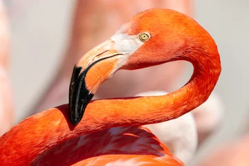 Fotobehang American flamingo close-up portrait. Red colored caribbean flamingo (Phoenicopterus ruber) with long curved neck and massive pink beak with black tip. © TashaBubo