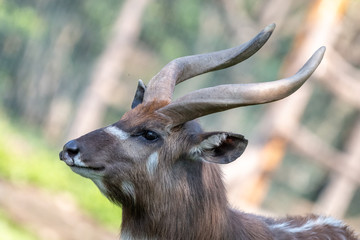 Close-up portrait of male Congo sitatunga with spiral horns. Forest sitatunga or marshbuck (Tragelaphus spekii gratus) is dark brown colored antelope with white facial markings.