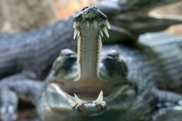 Fish-eating crocodiles open mouth full of sharp teeth close-up. Gavial or gharial (Gavialis gangeticus) has long, thin snout with interdigitated fangs.