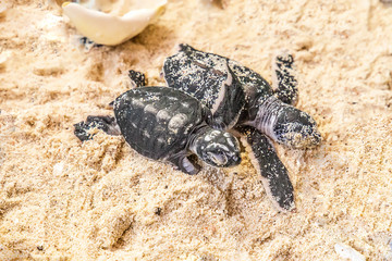 two little turtles on the sand with the eggshell