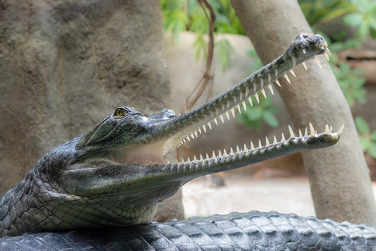 Gavial or fish-eating crocodile with open mouth. Gharial (Gavialis gangeticus) with long snout and sharp white teeth lying on another crocodiles back.