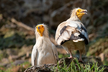 Two white Egyptian vultures. White scavenger vulture or pharaoh's chicken (Neophron percnopterus) has white plumage, hackle from neck feathers, and yellow unfeathered face with hooked beak.