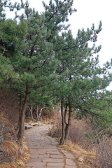Scenic trails and pine trees