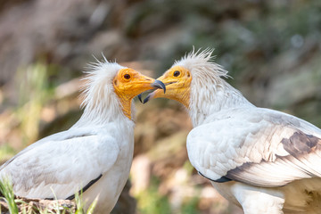 Pair of white Egyptian vultures. White scavenger vulture or pharaoh's chicken (Neophron percnopterus) has white plumage, hackle from neck feathers, and yellow unfeathered face with hooked beak.