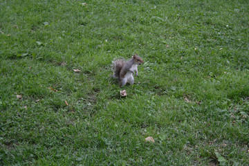 Obraz na płótnie Canvas squirrel in central park