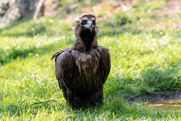 Cinereous vulture sitting on the green grass. Eurasian black vulture or monk vulture (Aegypius monachus) is a huge bird of prey with dark brown plumage, purplish cere and massive blue-gray beak.